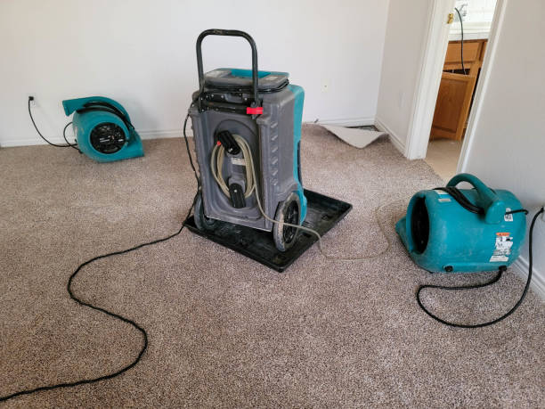 Best Mold removal after water damage  in Woodville, WI